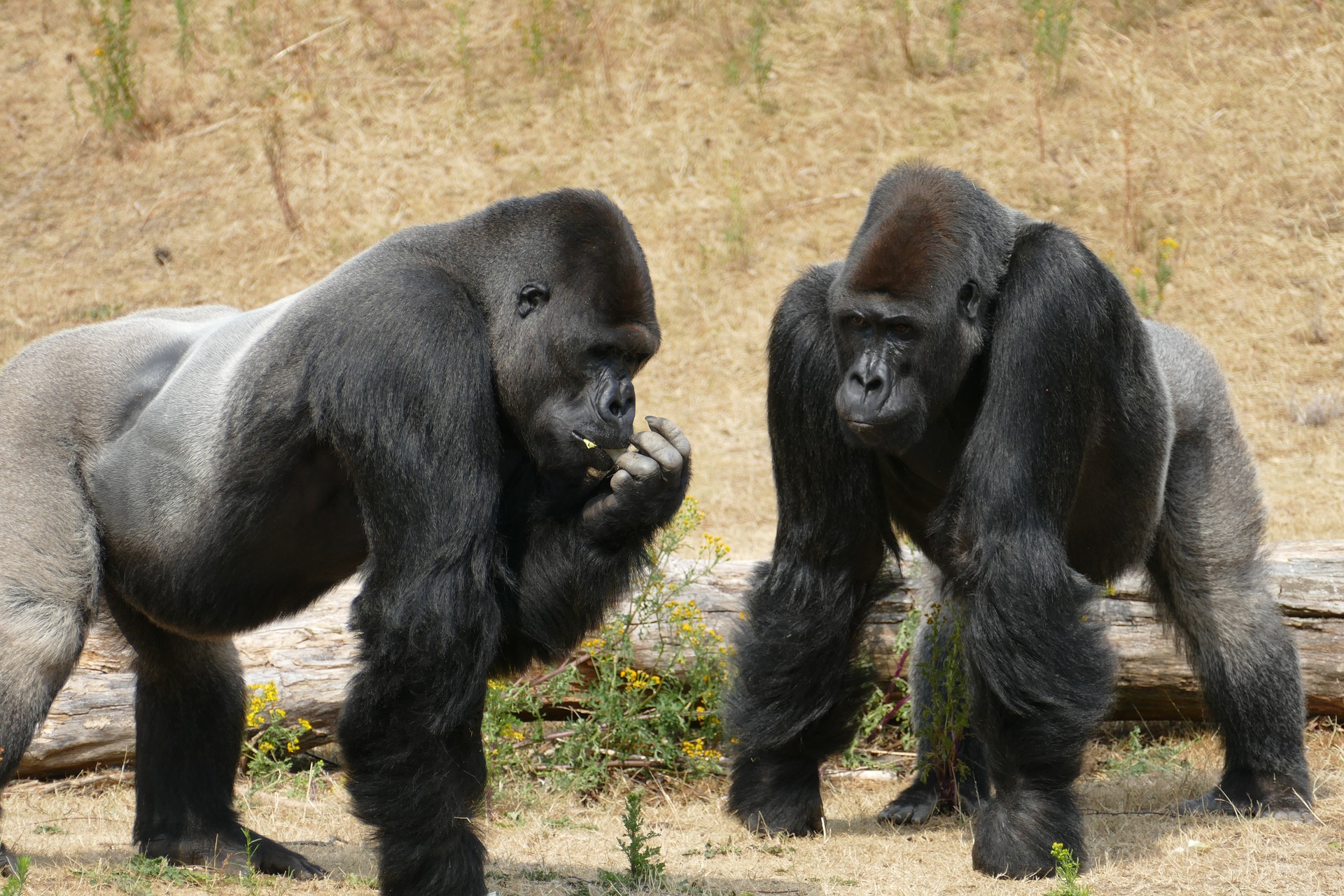 The Two Gorillas of Atonement Theory